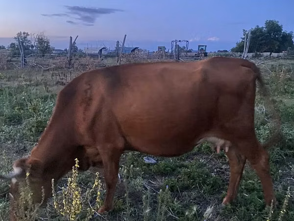 Cow, Cattle — Kazakhstan