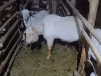 Goat, Alpine goat — photo 4