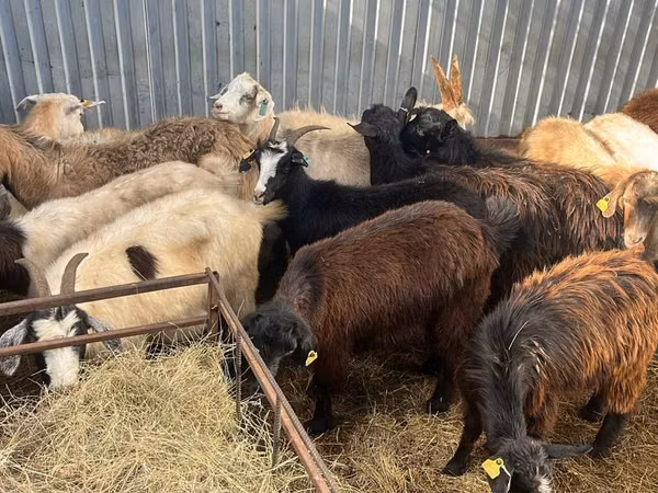 Billy Goat, Goats — Kazakhstan