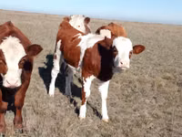 Cow, Kazakh White-headed cow — photo 7