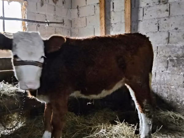 母牛, Swiss cattle