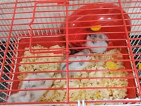 Cırtdan hamsterlər – qəfəs və aksesuarları ilə Məhsul təsviri: - — foto 2