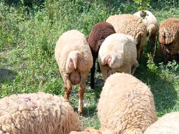 Ram, Sheep