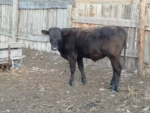 Bulle, Aberdeen-Angus — Kasachstan