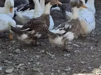 Ducks — foto 1