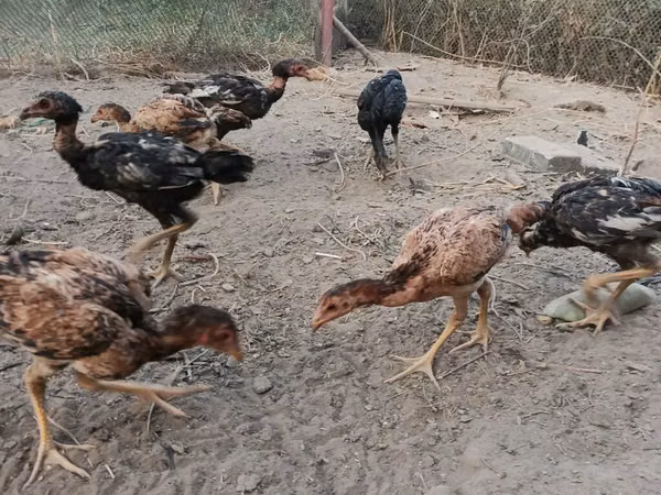 Chickens — Kyrgyzstan