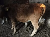 Krava, Swiss cattle — fotografija 5