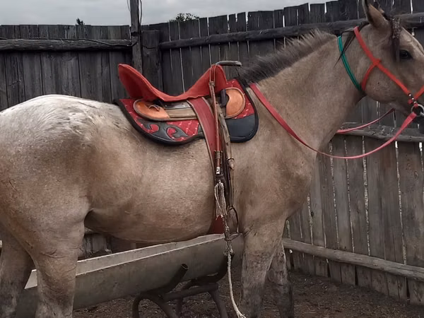 公马, Kazakh horse — 哈萨克斯坦