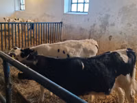 Bull, Russian Black pied cattle — photo 1