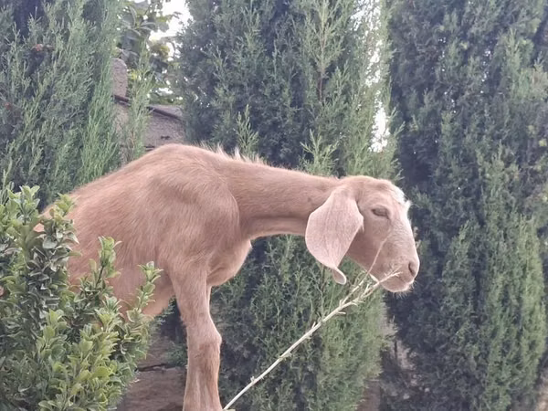 Billy Goat, Goats