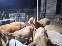 Sheep, Arashan sheep — photo 1
