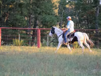 Horse (M), American paint horse — photo 8