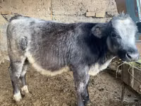 Bull, Belgian Blue — photo 2