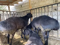 Ovan, Hissar sheep — fotografija 4