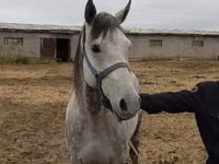 Айғыр, Friesian sport horse — 4-сурет