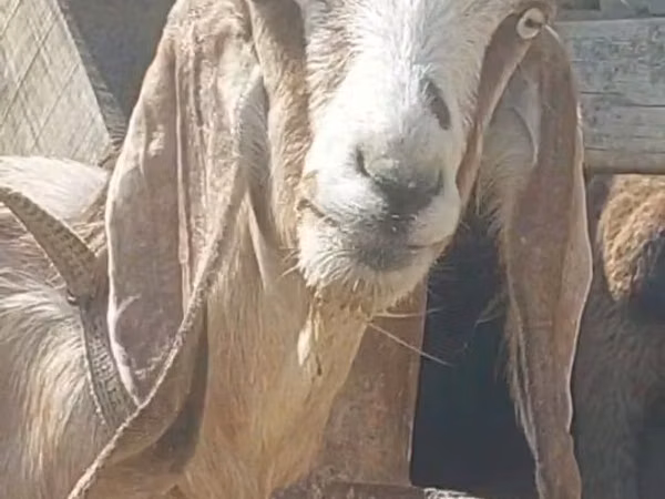 बकरियाँ (लॉट, लिंग निर्दिष्ट नहीं), Beetal goats