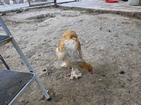Brahma
