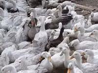 Geese — photo 3