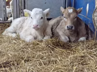 Cattle (batch, sex not specified), Simmental cattle — photo 1