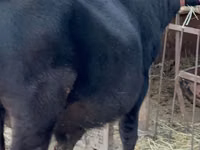 Bull, Aberdeen-Angus — photo 5