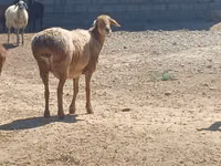 Хуц, Ordabasy sheep — 2 зураг