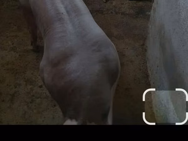 Boar, Pigs — Moldova