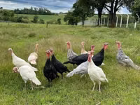 Turkeys — फ़ोटो 2