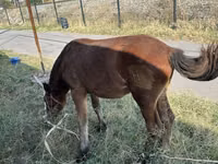 Kuda betina, Horses — foto 3