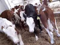 Cattle (batch, sex not specified), Simmental cattle — photo 2