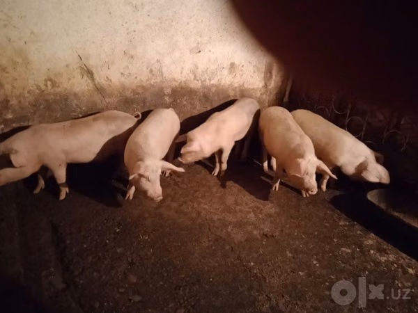 Boar, Pigs — Uzbekistan