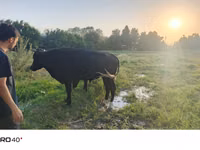 सांड, मवेशी — फ़ोटो 2