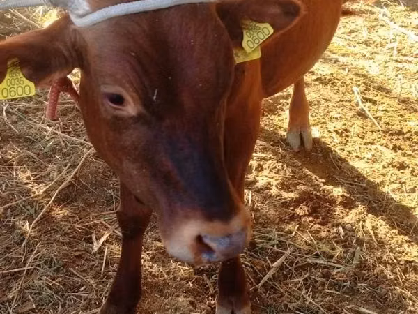 Bull, Cattle — Uzbekistan