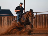 公马, Quarter Horse — 照片 7