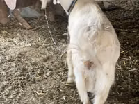 Geit, Dutch Landrace goats — foto 3