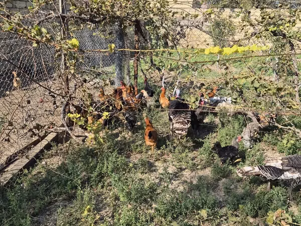 Chickens