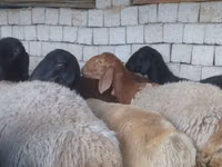 Խոյ, Ոչխարներ — լուսանկար 8