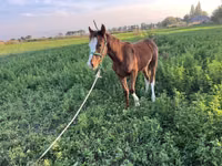 Кобила, Kyrgyz Horse — фото 2