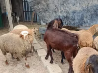 ছাগল, Damask goat — ছবি 3