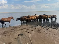 Klisna, Horse breed — foto 2