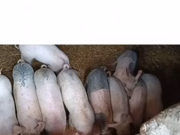 Էգ խոզ, 