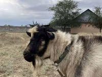 ஆண் வெள்ளாடு, Alpine goat — புகைப்படம் 1