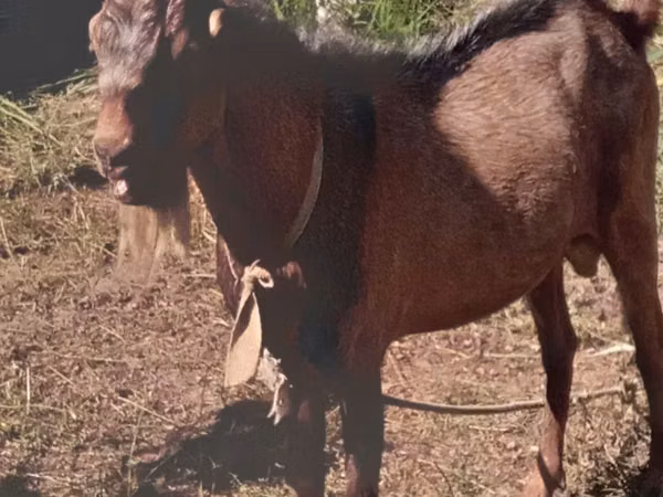 Goats (batch, sex not specified), Beetal goats — Uzbekistan