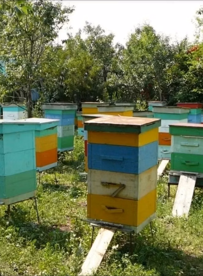 Куплю старых улей. Ульи, которые выкинуть жалко, а продавать стыдно
