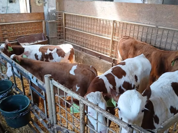 گاو نر, Simmental cattle