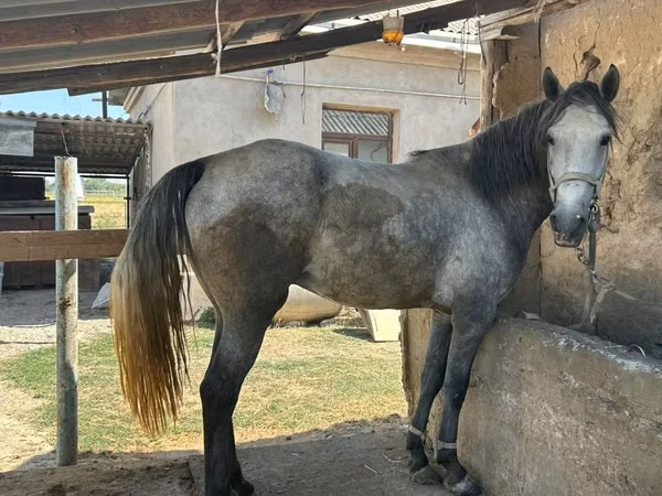 Ձի, Kazakh horse — Ղազախստան