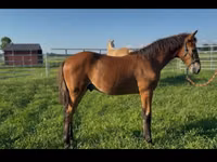حصان, Rocky Mountain Horse — الصورة 4