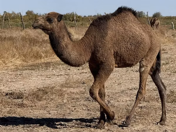 Cămilă femelă, Kazakh Bactrian camel