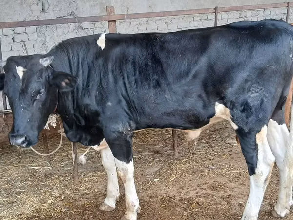 Bull, Russian Black pied cattle — Uzbekistan