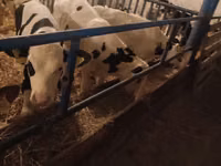 Banteng, Russian Black pied cattle — foto 5