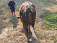 公牛, Cattle — 照片 4